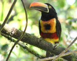 Pteroglossus frantzii