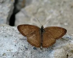 Eretris suzannae