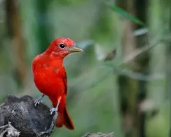 Piranga rubra