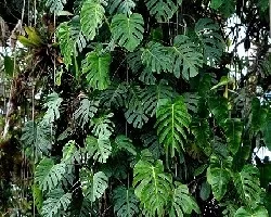 Monstera deliciosa