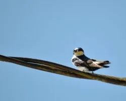 Pygochelidon cyanoleuca