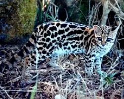 Leopardus wiedii