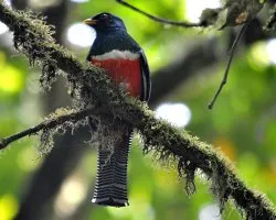 Trogon collaris