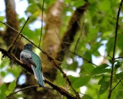 Trogon collaris