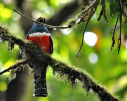 Trogon collaris