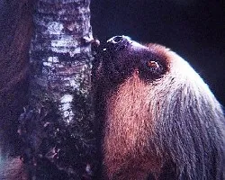 Choloepus hoffmanni