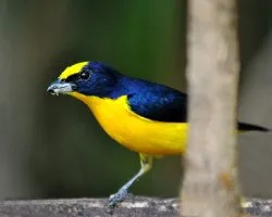 Euphonia laniirostris