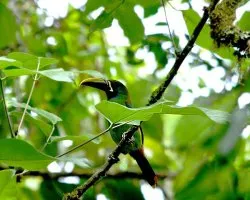 Aulacorhynchus prasinus