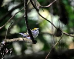 Setophaga pensylvanica