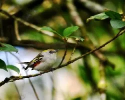 Setophaga pensylvanica