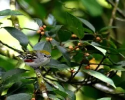 Setophaga pensylvanica