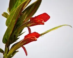 Columnea lepidocauli