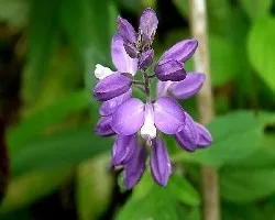 Polygala sp