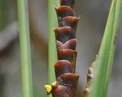 Calathea lutea