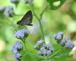Hesperiidae