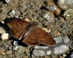 Hesperiidae sp