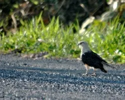 Milvago chimachima