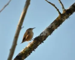 Troglodytes aedon