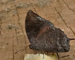Memphis sp.