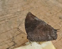 Memphis sp.