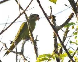 Aratinga finschi