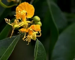 Swartzia simplex 