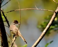 Myiarchus crinitus
