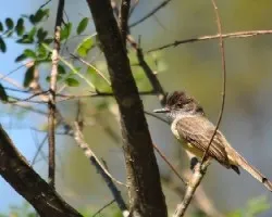 Myiarchus crinitus