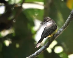 Myiarchus crinitus