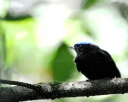 Pipra coronata