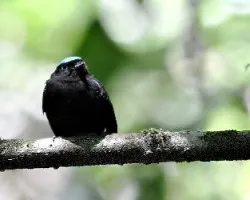 Pipra coronata