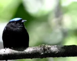 Pipra coronata