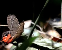 Pierella helvetia incanescens
