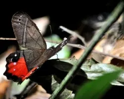 Pierella helvetia incanescens