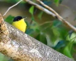 Todirostrum cinereum