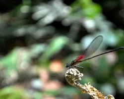 Libelula 3