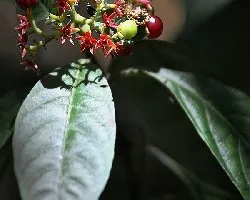 Frutos rojos .