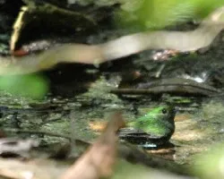 Pajarito verde