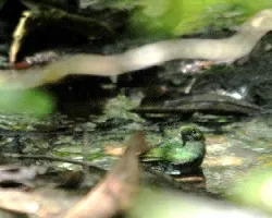 Pajarito verde