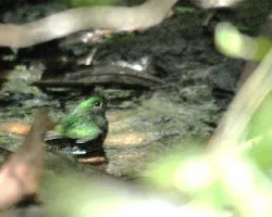 Pajarito verde