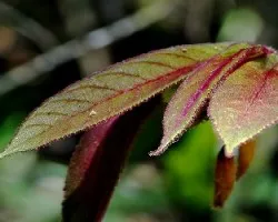 Columnea brenneri