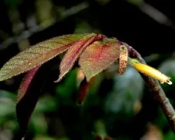 Columnea brenneri