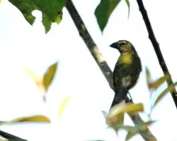 Saltator atriceps