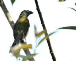 Saltator atriceps