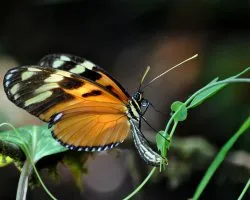 Mariposa poniendo huevos 