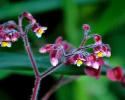 Mas flores