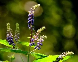 Mas flores
