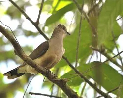 Leptotila cassini