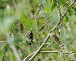 Sporophila torqueola