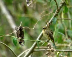 Sporophila torqueola